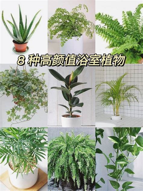 適合陰暗的植物|耐陰又好養的九種大型室內植栽推薦，沒有陽光也能享。